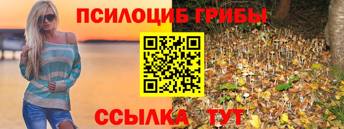 Псилоцибиновые грибы Cubensis Юрга
